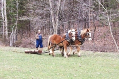 Timber Harvest
