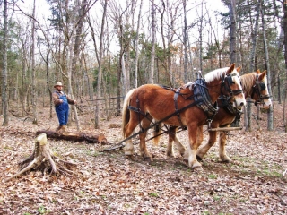 Getting out of the woods Getting out of the woods